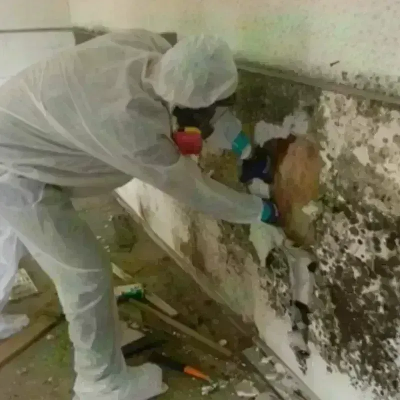 Mold Remediation and Removal in Berne, IN